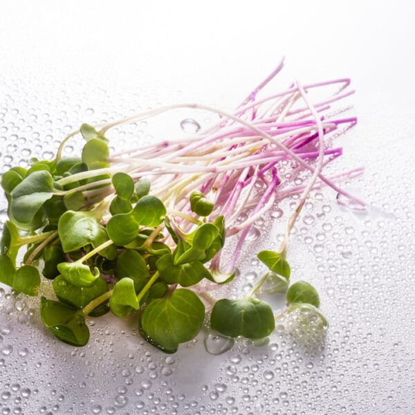 Mikrowarzywa: domowa uprawa i korzyści